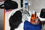 20050921_Kitty Kat_057